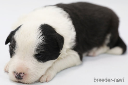 成約済の神奈川県のボーダーコリー-304588の8枚目